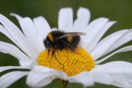 RS4897 Oxe eye daisy with bee Nigel Smith-scr